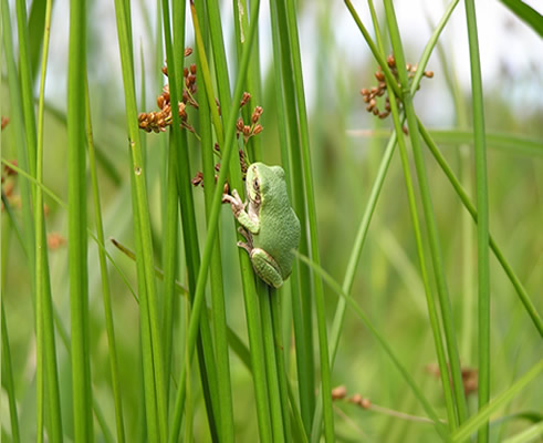 Parma Wetlands