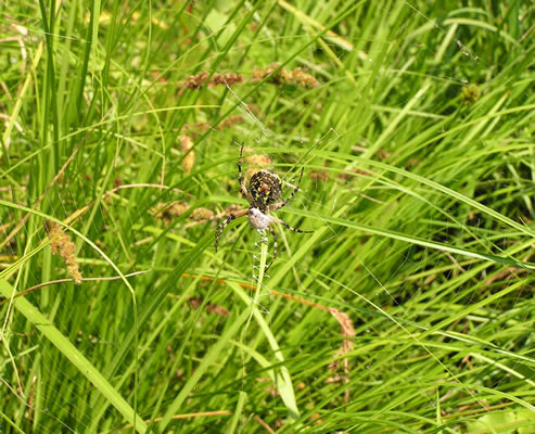 Parma Wetlands